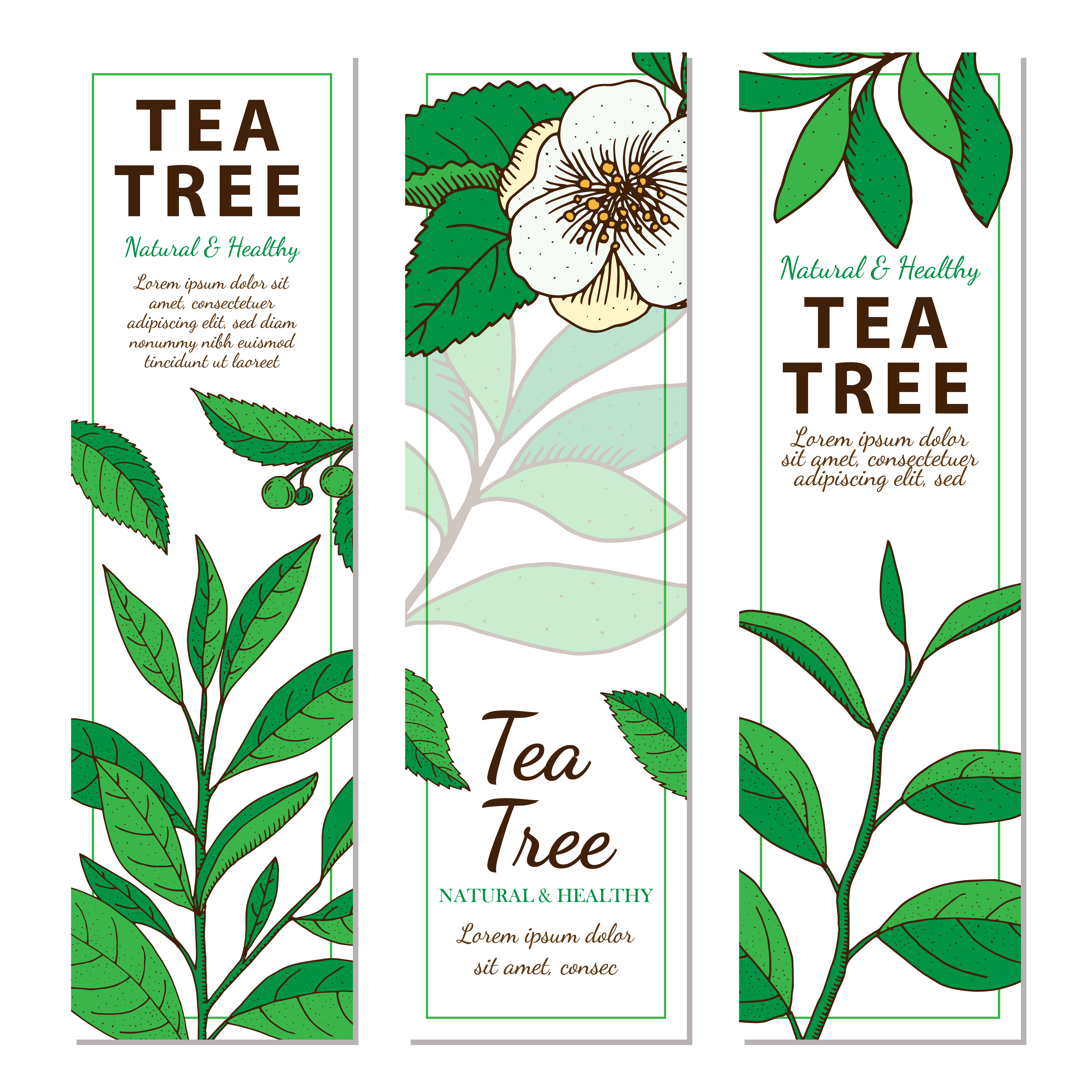 tea tree white background pictures tea tree white background pictures