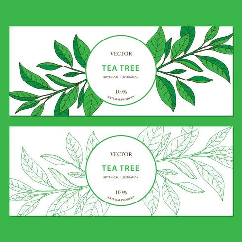 Tea Tree. Set of 2 horizontal hand drawn web banners with herbs isolated on white background. vector