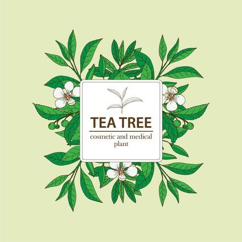 Tea Tree plant under white square frame. Hand drawn herbal background. vector