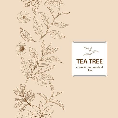 Hojas y flores de árbol de té. Fondo herbario dibujado a mano. vector