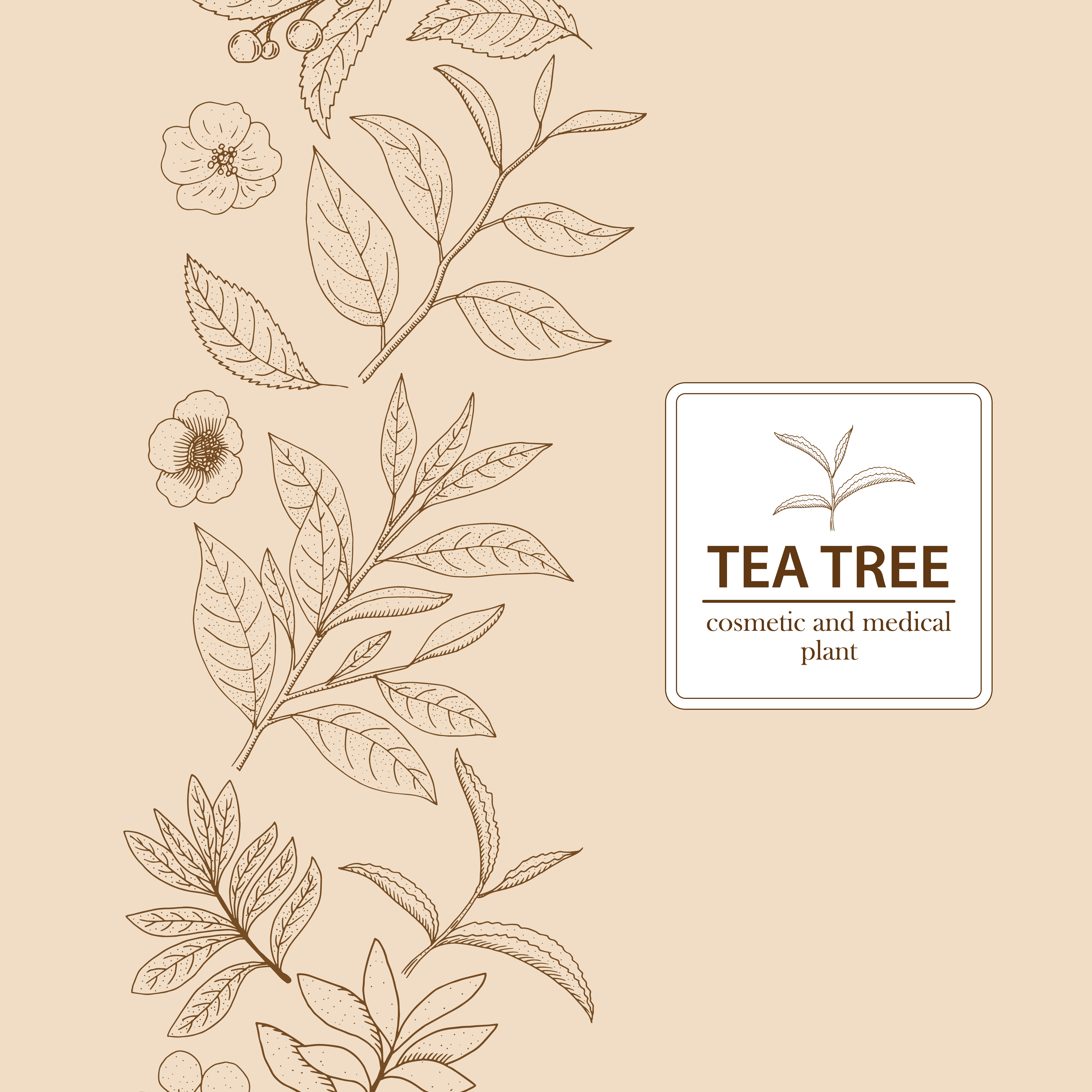 Tea Tree leaves and blossoms. Hand drawn herbal background. 686252