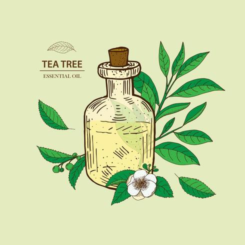 Hojas de árbol de té y flor. Ilustración de botella de aceite esencial. vector