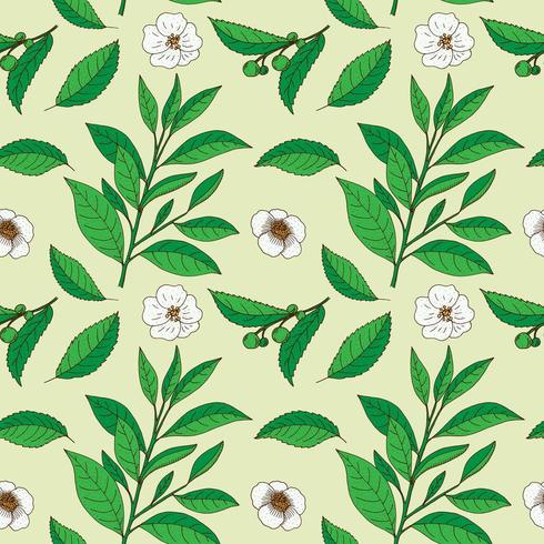 Tea Tree leaves and flowers. Hand drawn vintage seamless pattern. vector