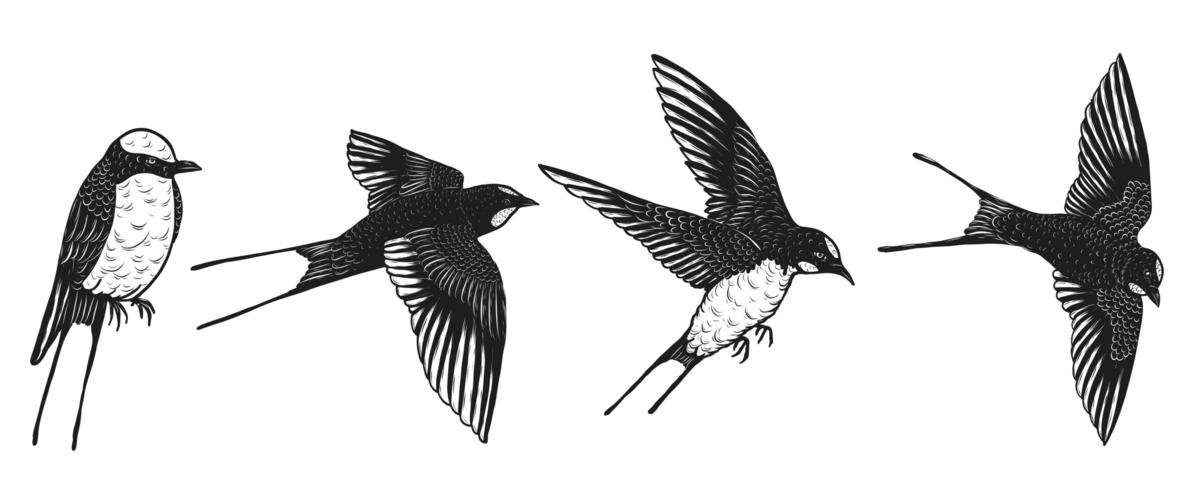 swallows set hand drawing vector