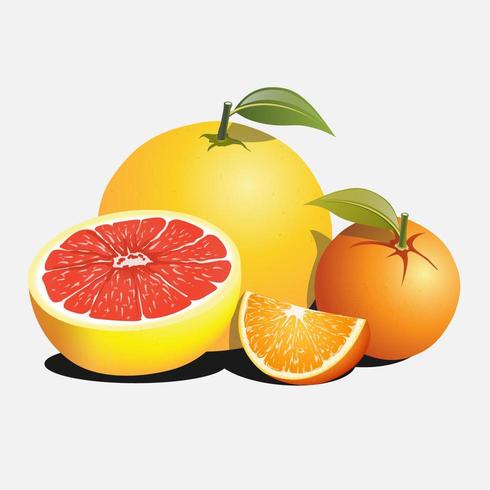Conjunto de cítricos y naranja vector
