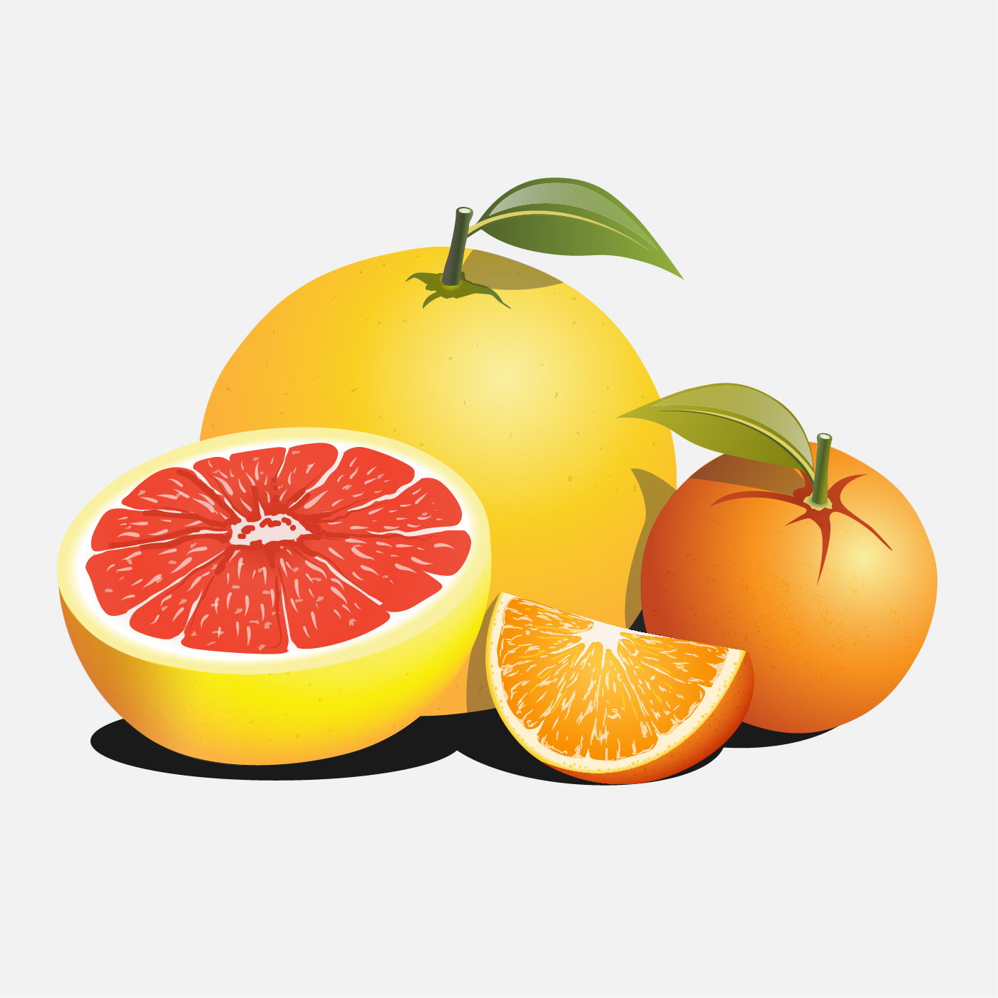 Citrus orange  fruit set Download Free Vectors  Clipart 