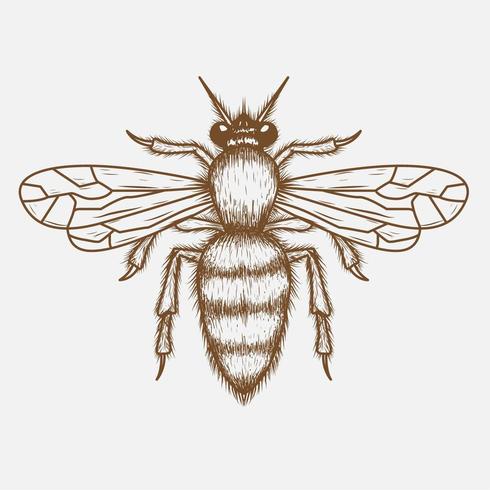 Bee hand drawing vector