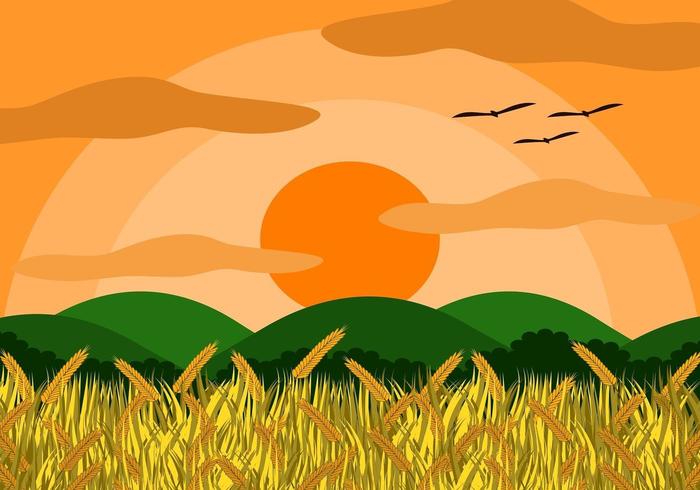 Rice field with rice grains 686732 Vector Art at Vecteezy