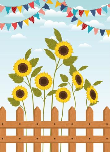 festa junina with fence and sunflowers garden vector