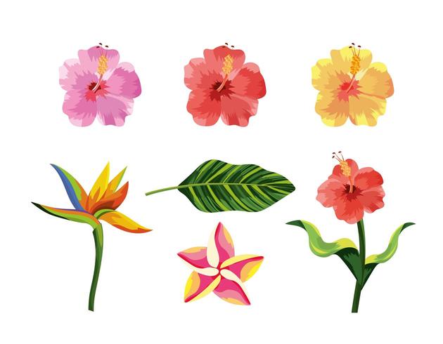 set tropical flowers plants and exotic leaf vector