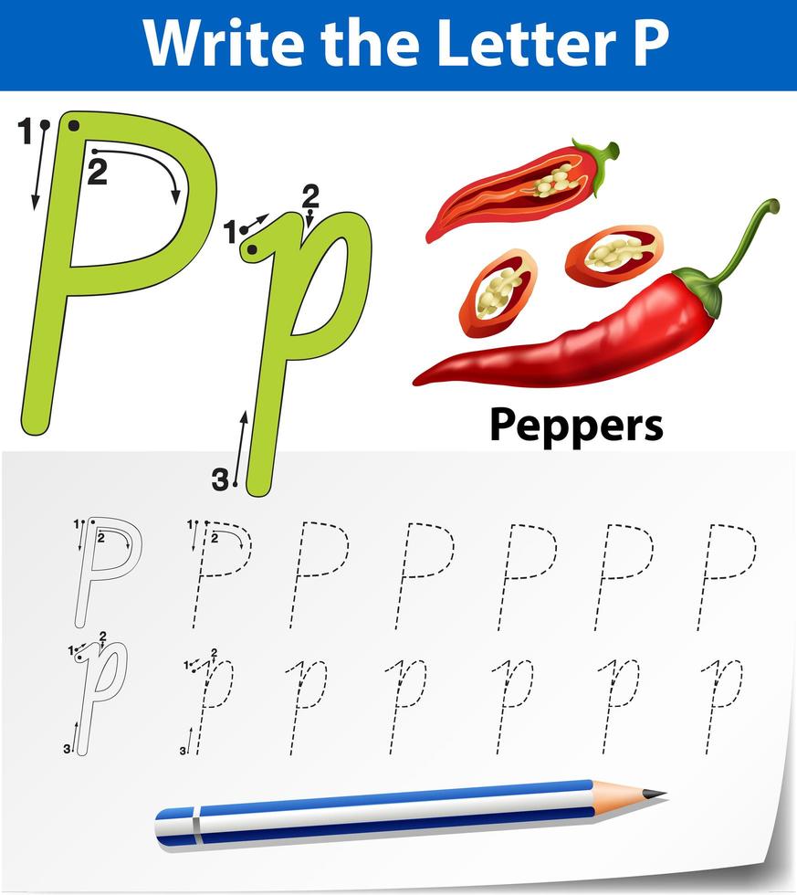 Letter P tracing alphabet worksheets vector