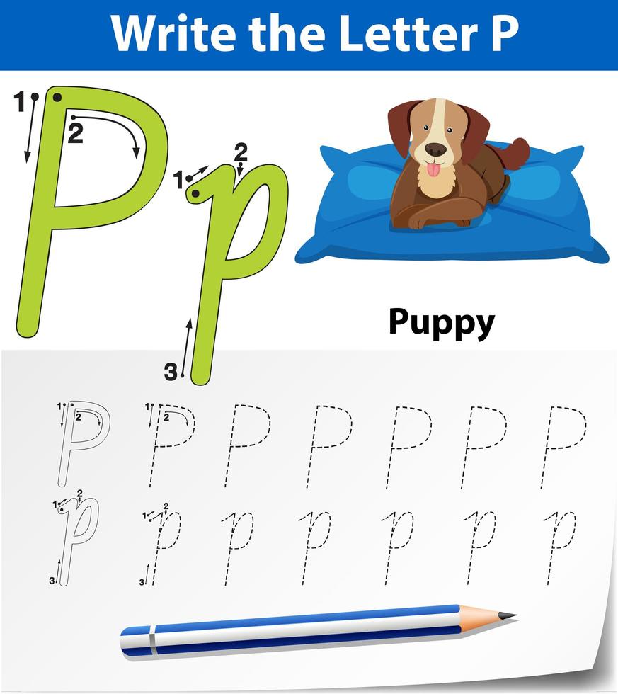 Letter P tracing alphabet worksheets vector