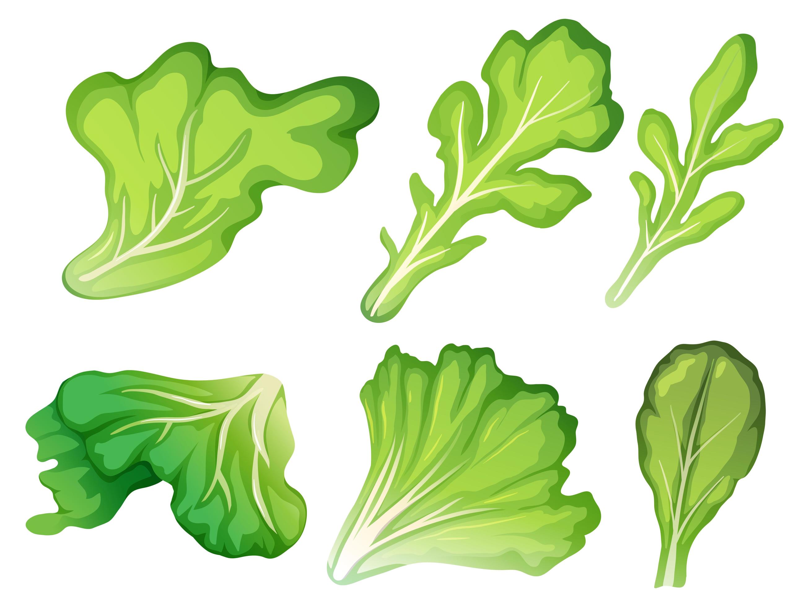 A set of salad leaf 694834 Vector Art at Vecteezy