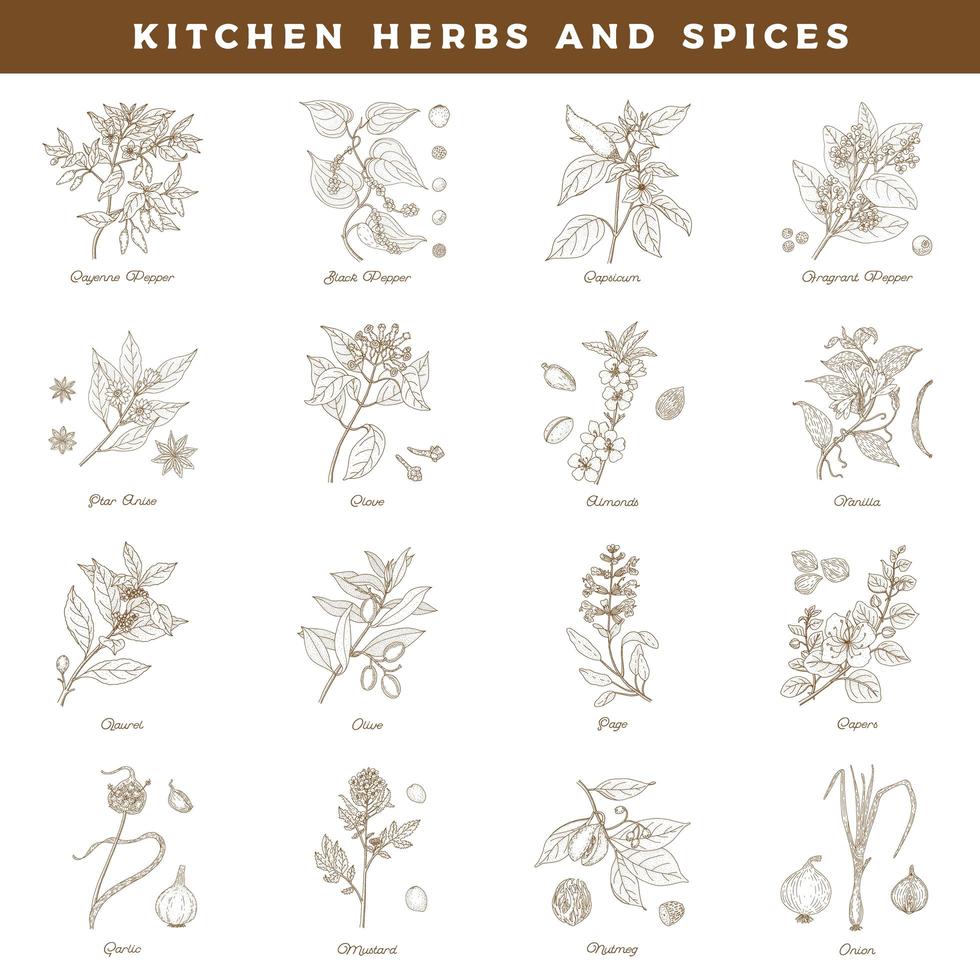 Kitchen herbs and spices. Vintage botany hand drawn set vector