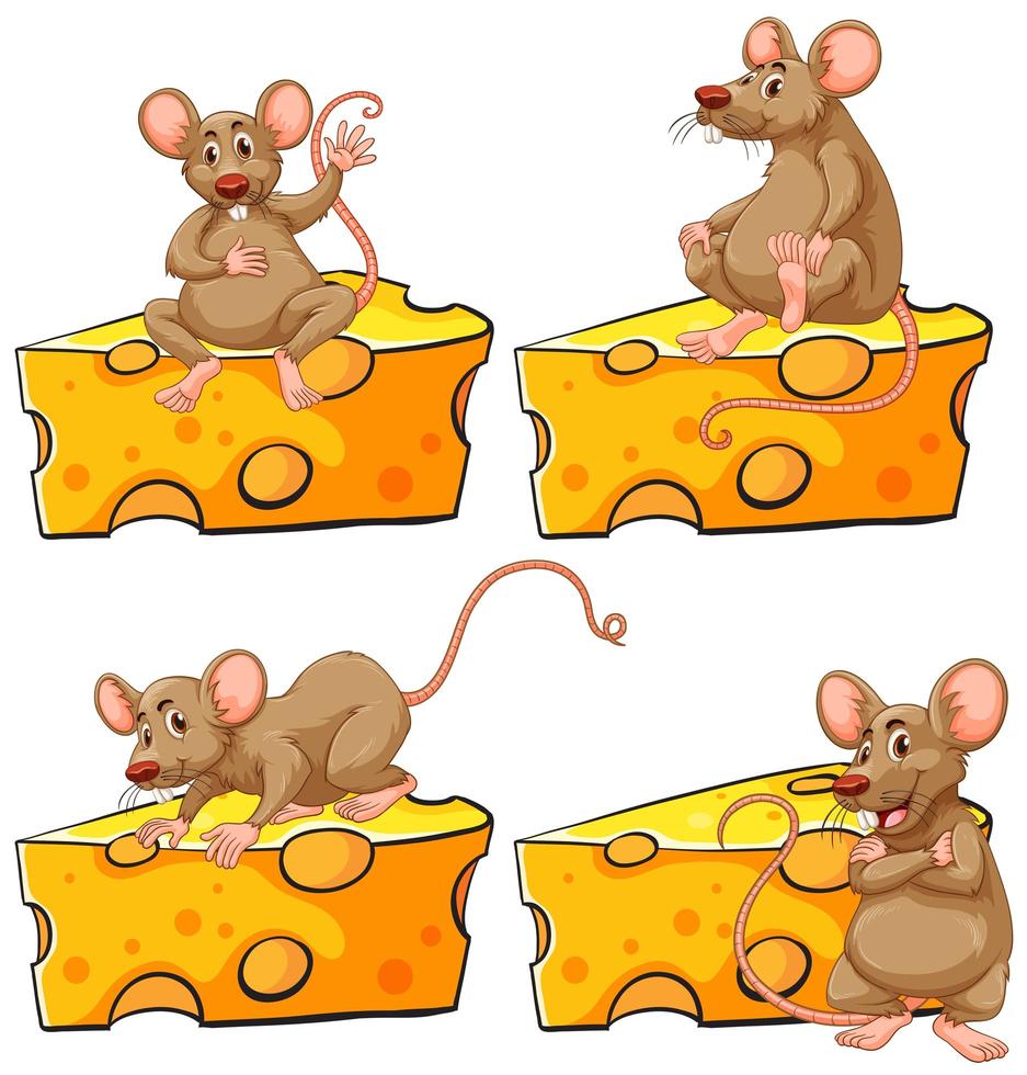 Conjunto de cuatro poses de mouse y queso vector