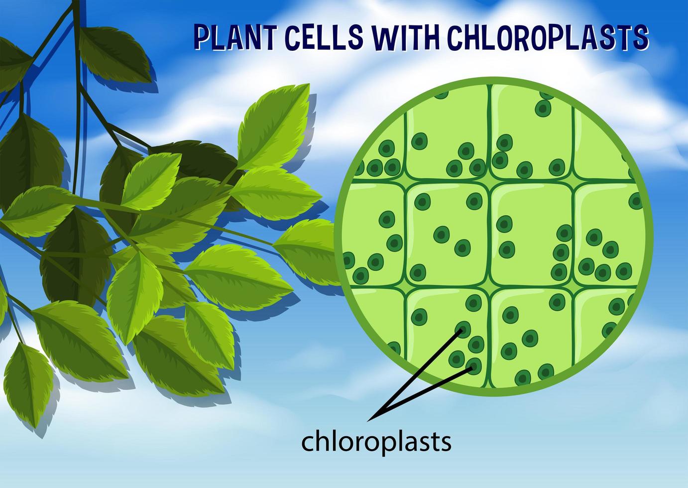 Plant Cells with Chloroplasts vector