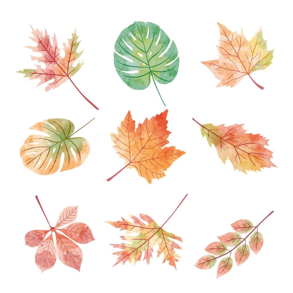 Set of watercolor vector of various leaves in autumn season.