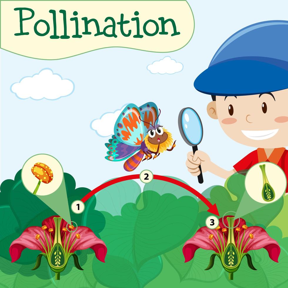 Pollination diagram with boy and flower vector