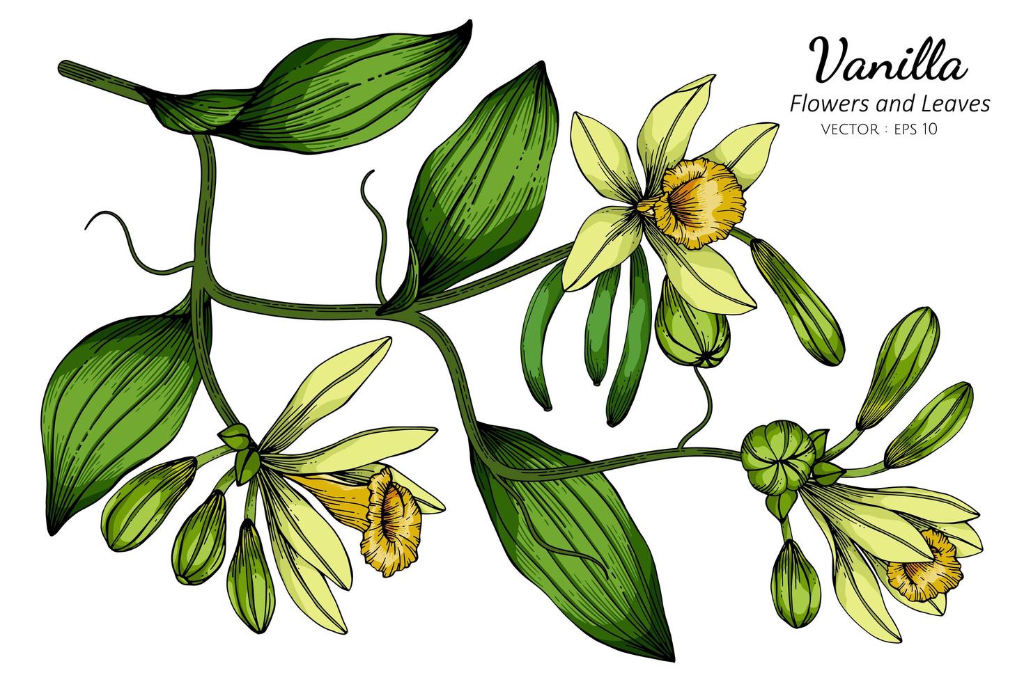 dibujo de flor y hoja de vainilla vector