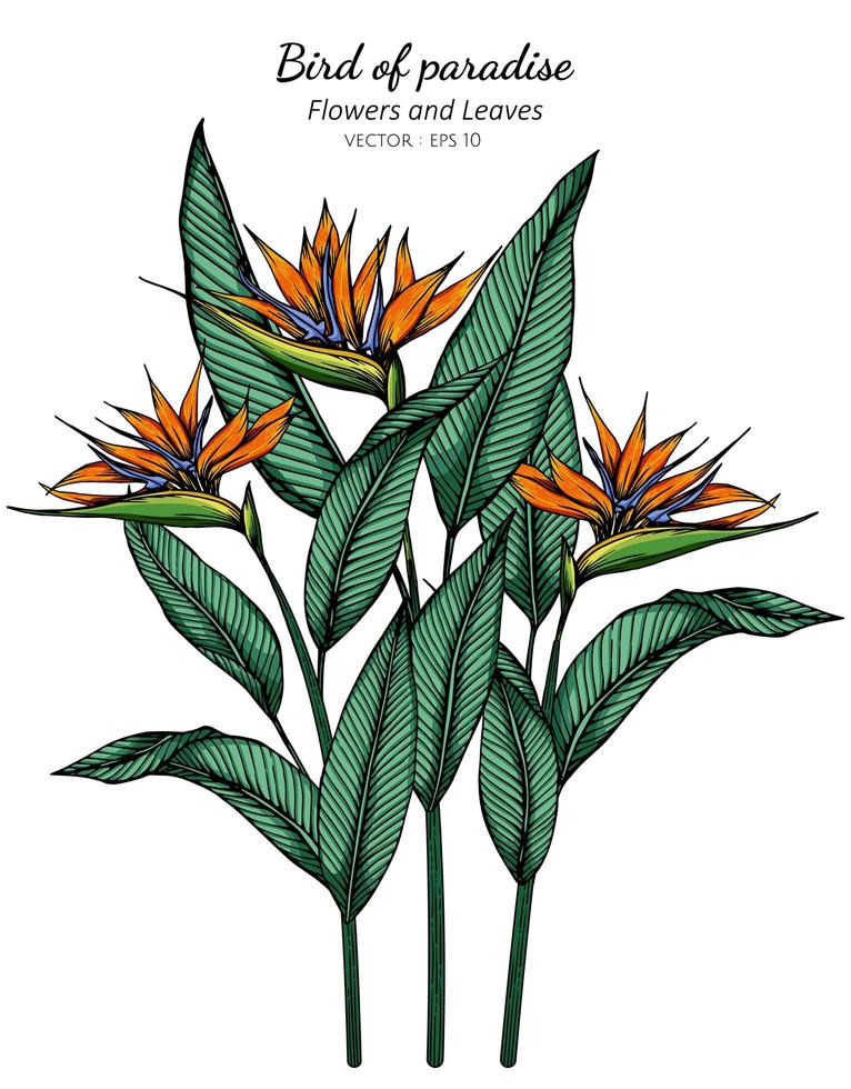 Bird of paradise flower and leaf drawing vector