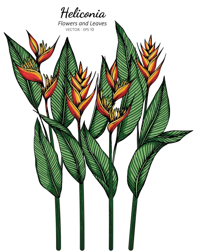 dibujo de flores y hojas de heliconia vector