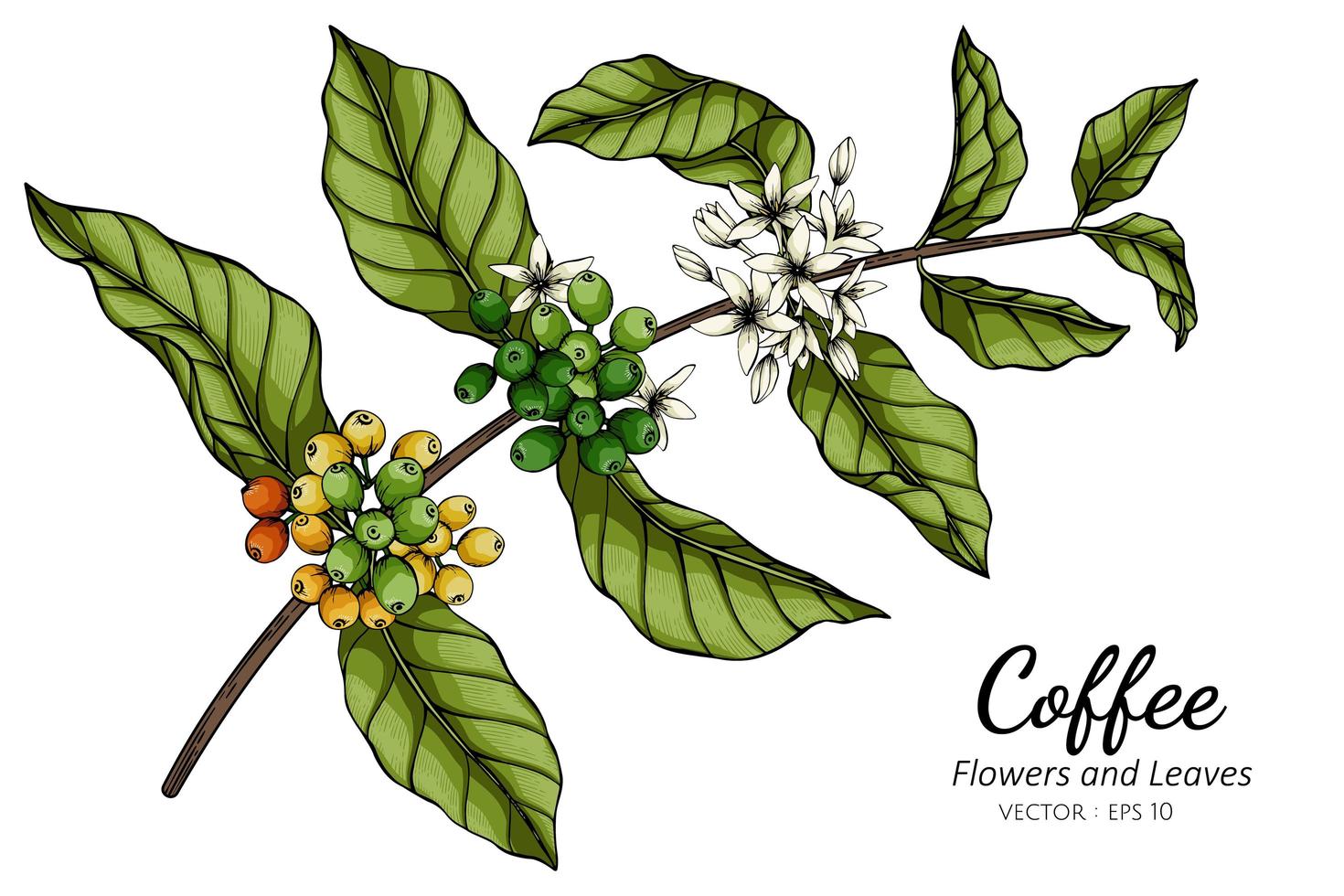 dibujo de flores y hojas de café vector