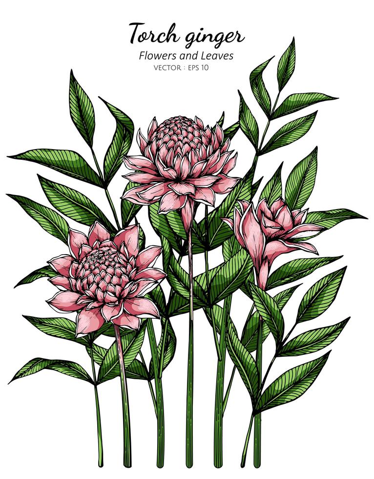 Pink Torch ginger flower and leaf drawing 697990 Vector Art at Vecteezy