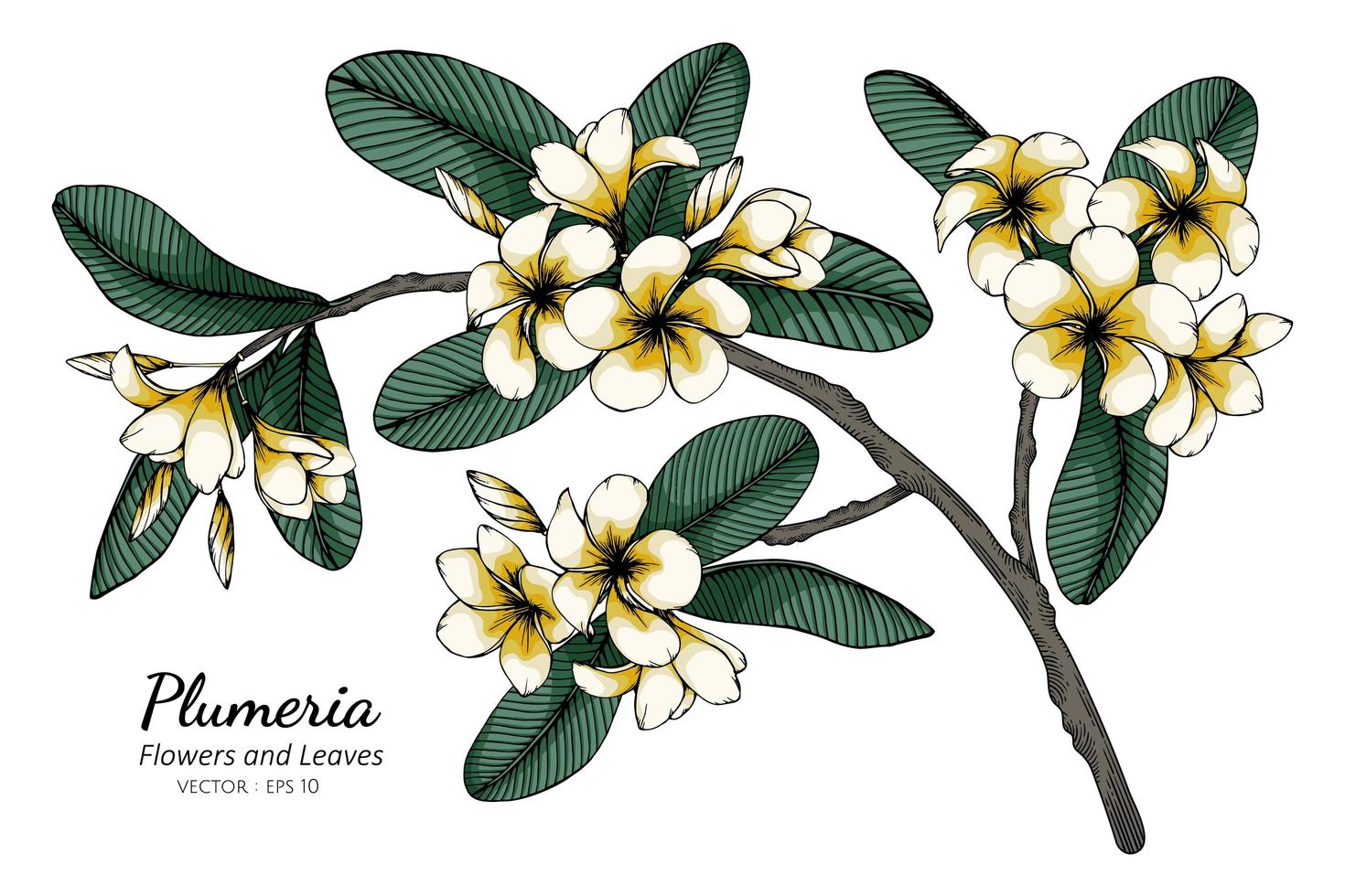 Plumeria flor y dibujo de hoja vector