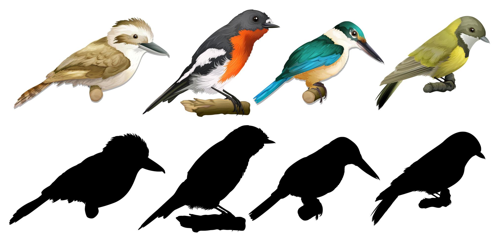 conjunto de variedades de aves coloridas vector