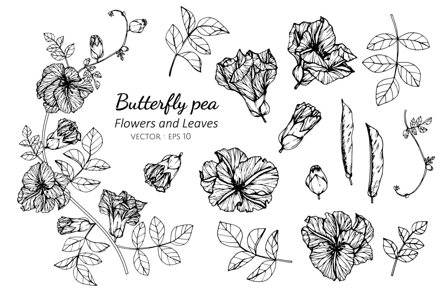 colección de flores y hojas de guisantes de mariposa vector