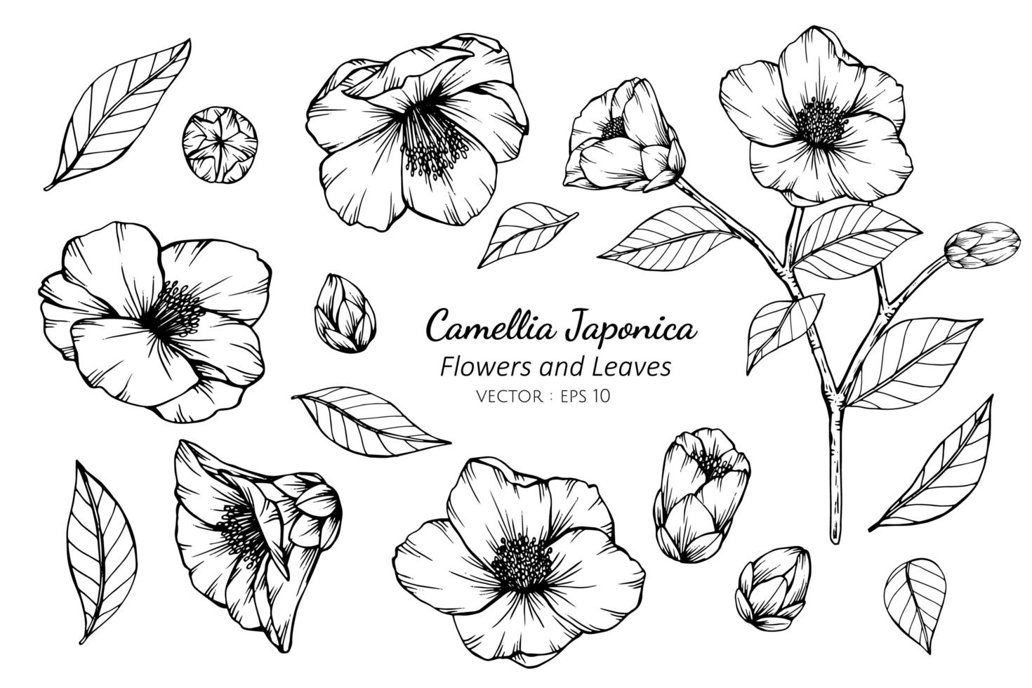 colección de flores y hojas de camellia japonica vector