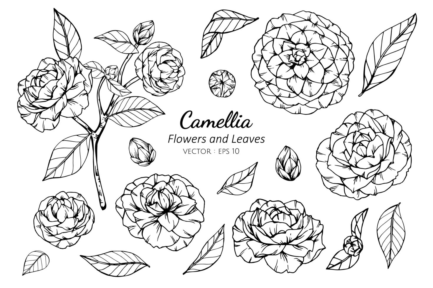 Collection of Camellia Flower and Leaves  vector