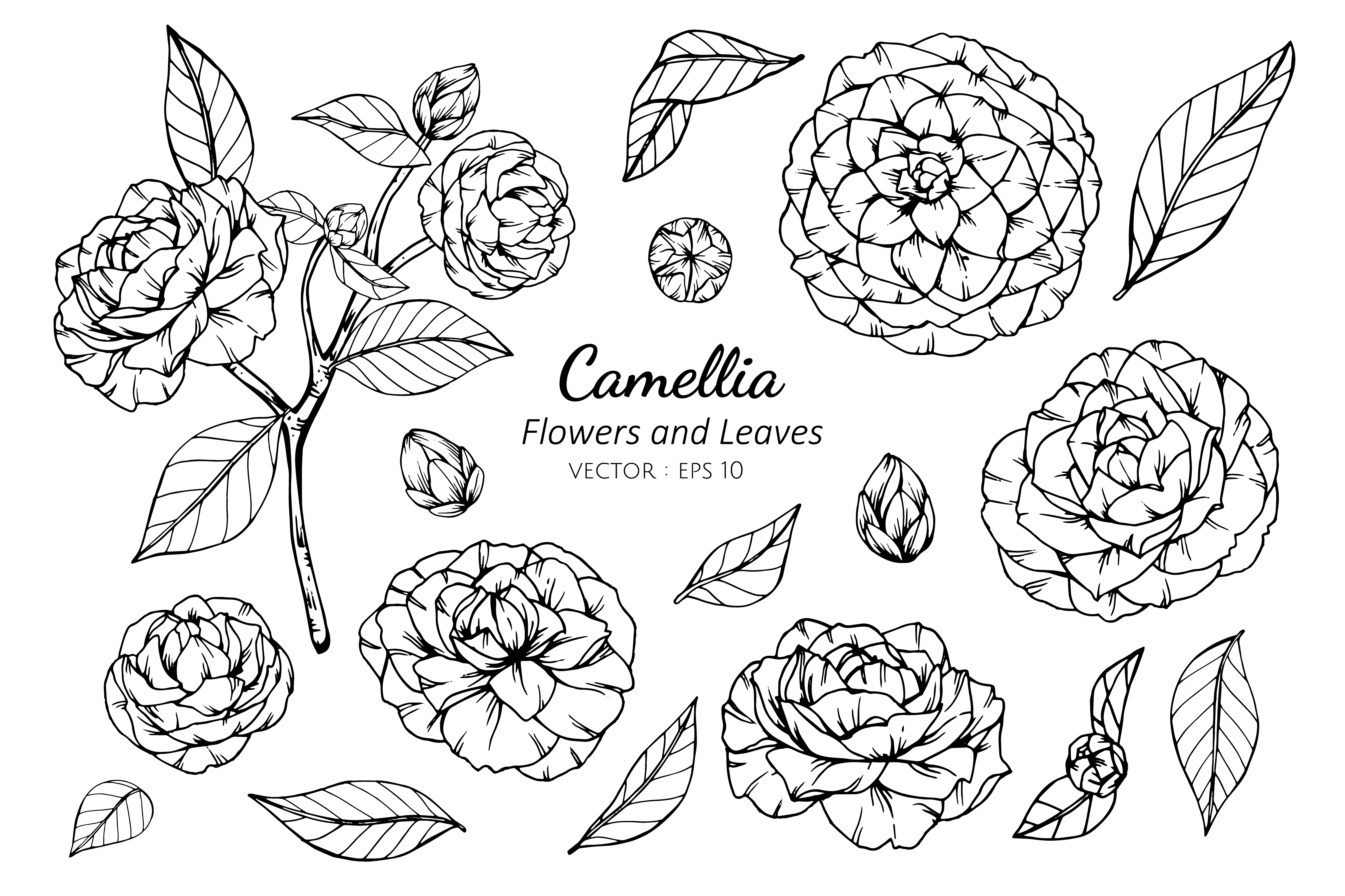 How To Draw A Camellia : Camellia 1 | Flower drawing, Color pencil