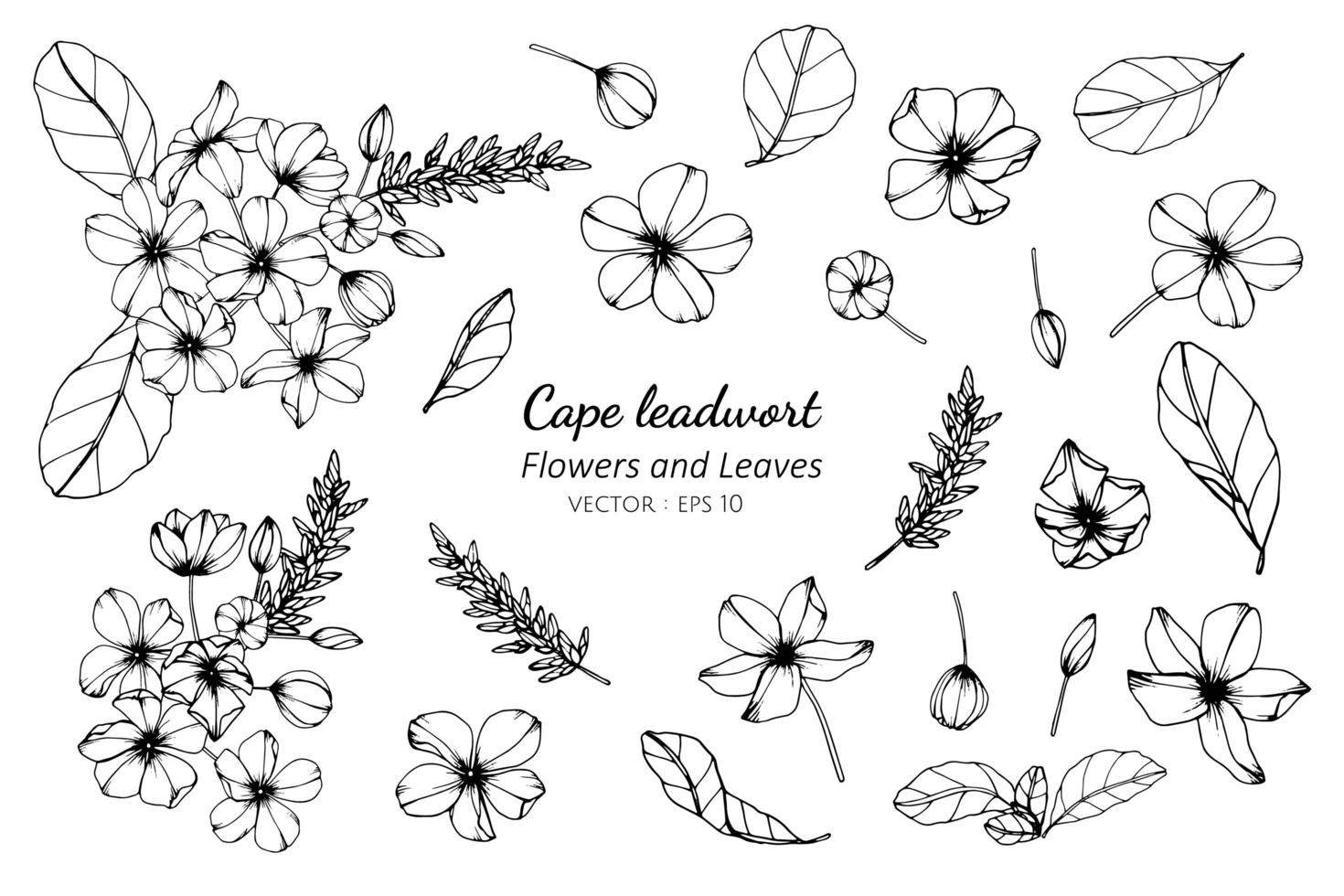 Collection of Cape Leadwort Flower and Leaves vector