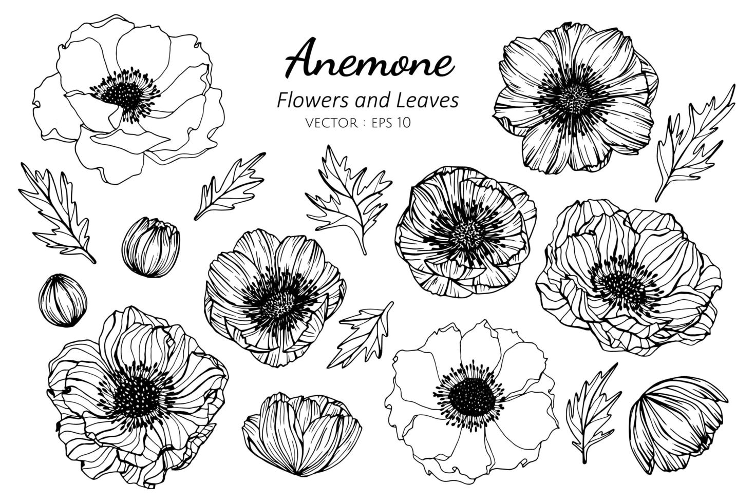 colección de flores y hojas de anémona vector