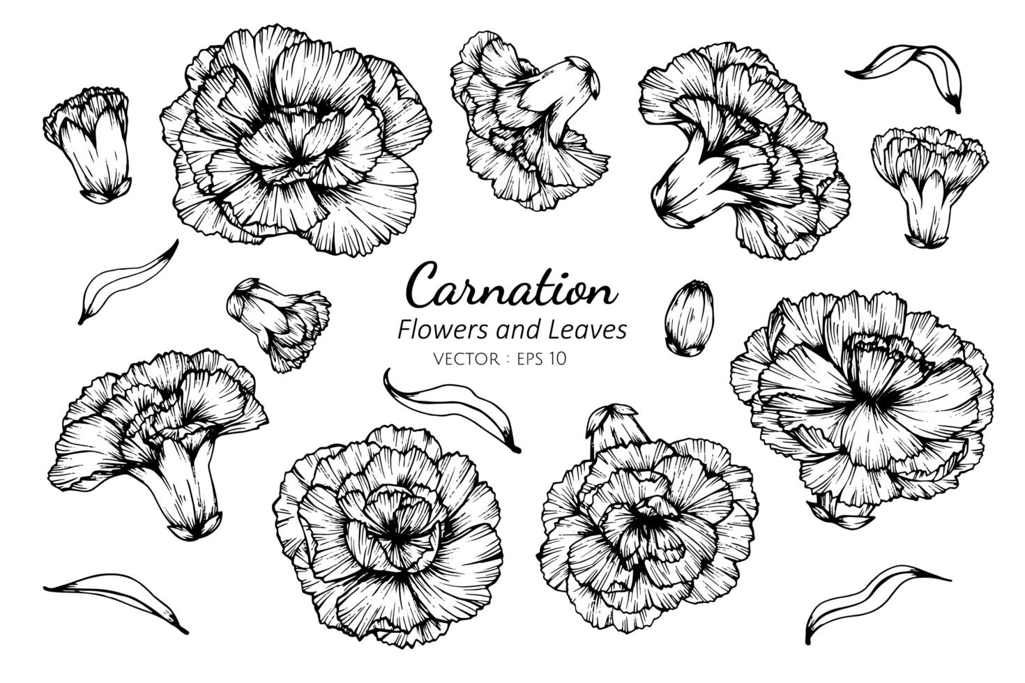 Collection of Carnation Flowers and Leaves  vector