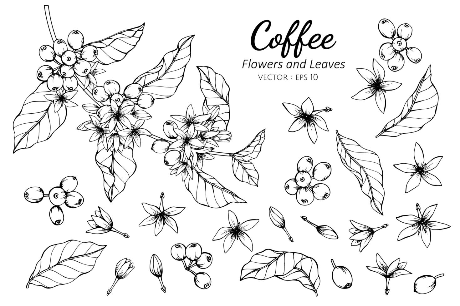 colección de flores y hojas de café vector