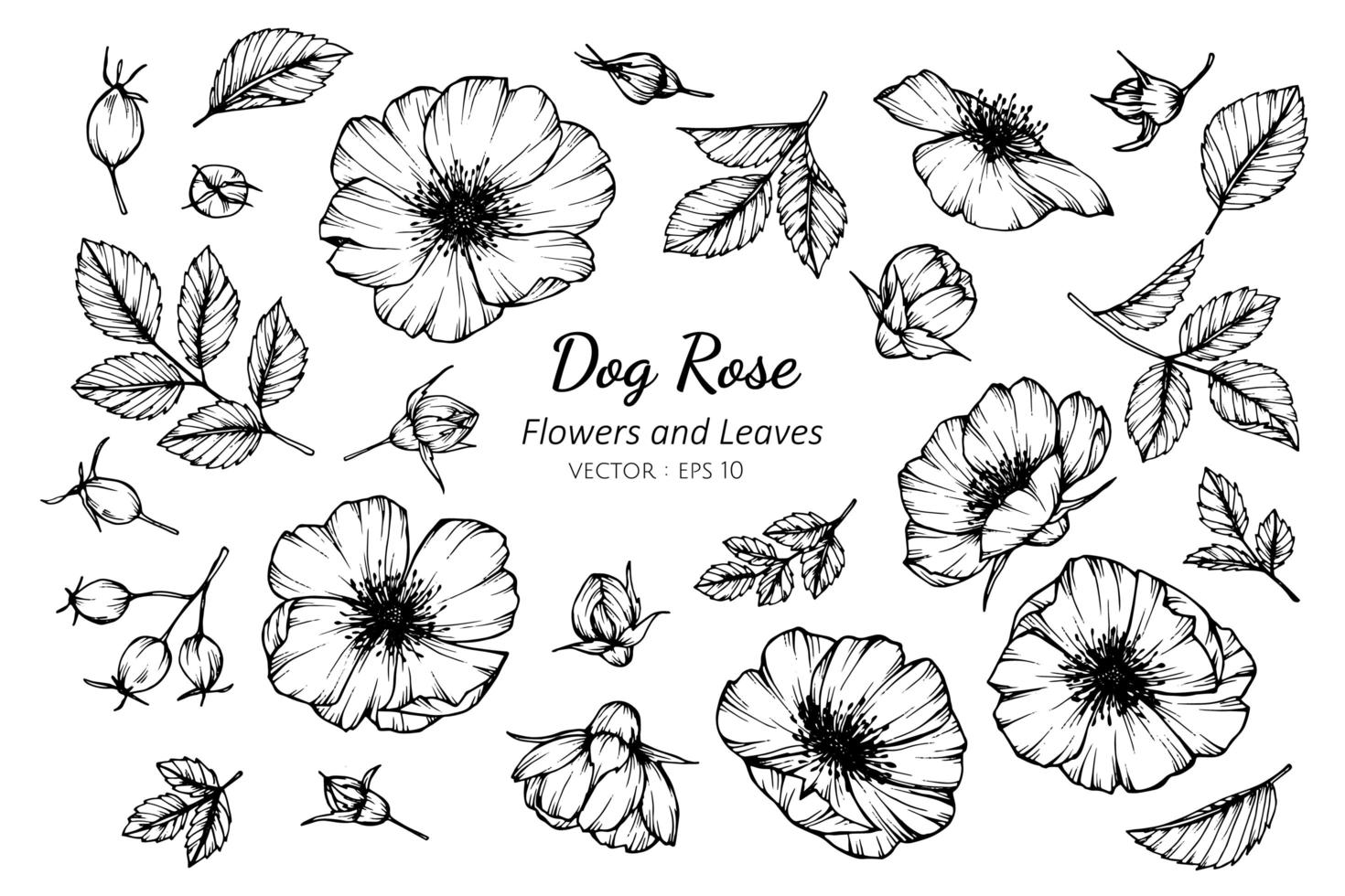 Collection of Dog Rose Flowers and Leaves 701733 Vector Art at Vecteezy
