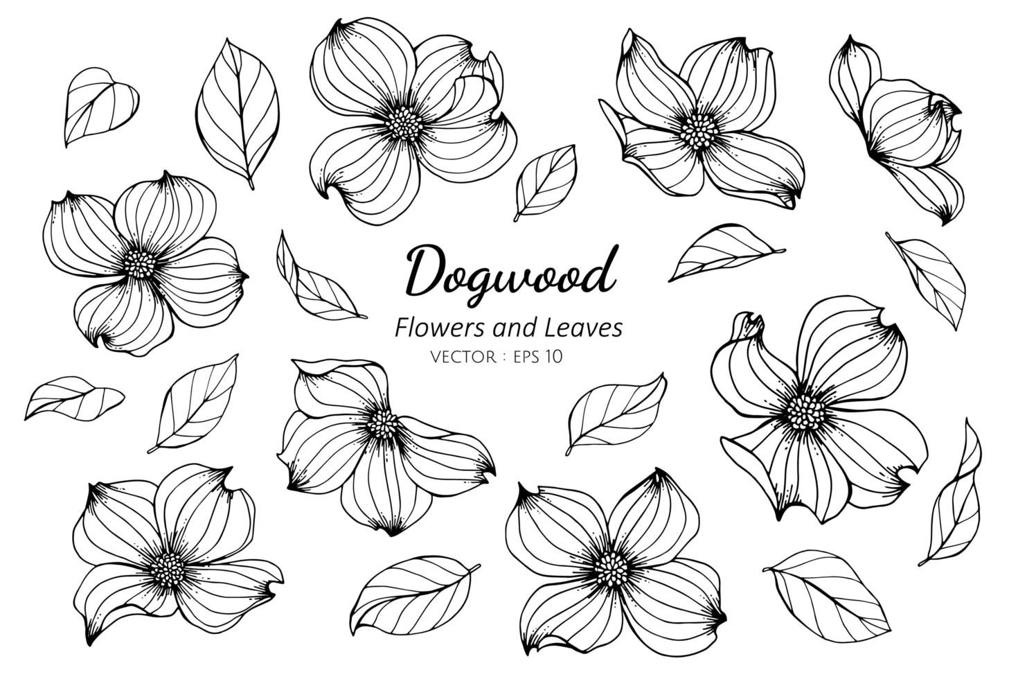 Collection of Dogwood Flowers and Leaves vector