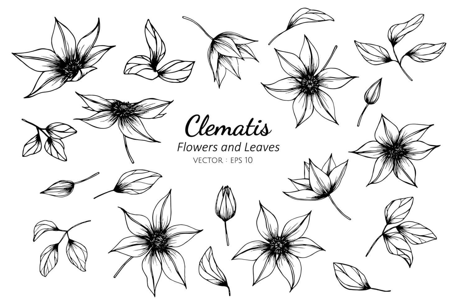 colección clematis flor y hojas vector