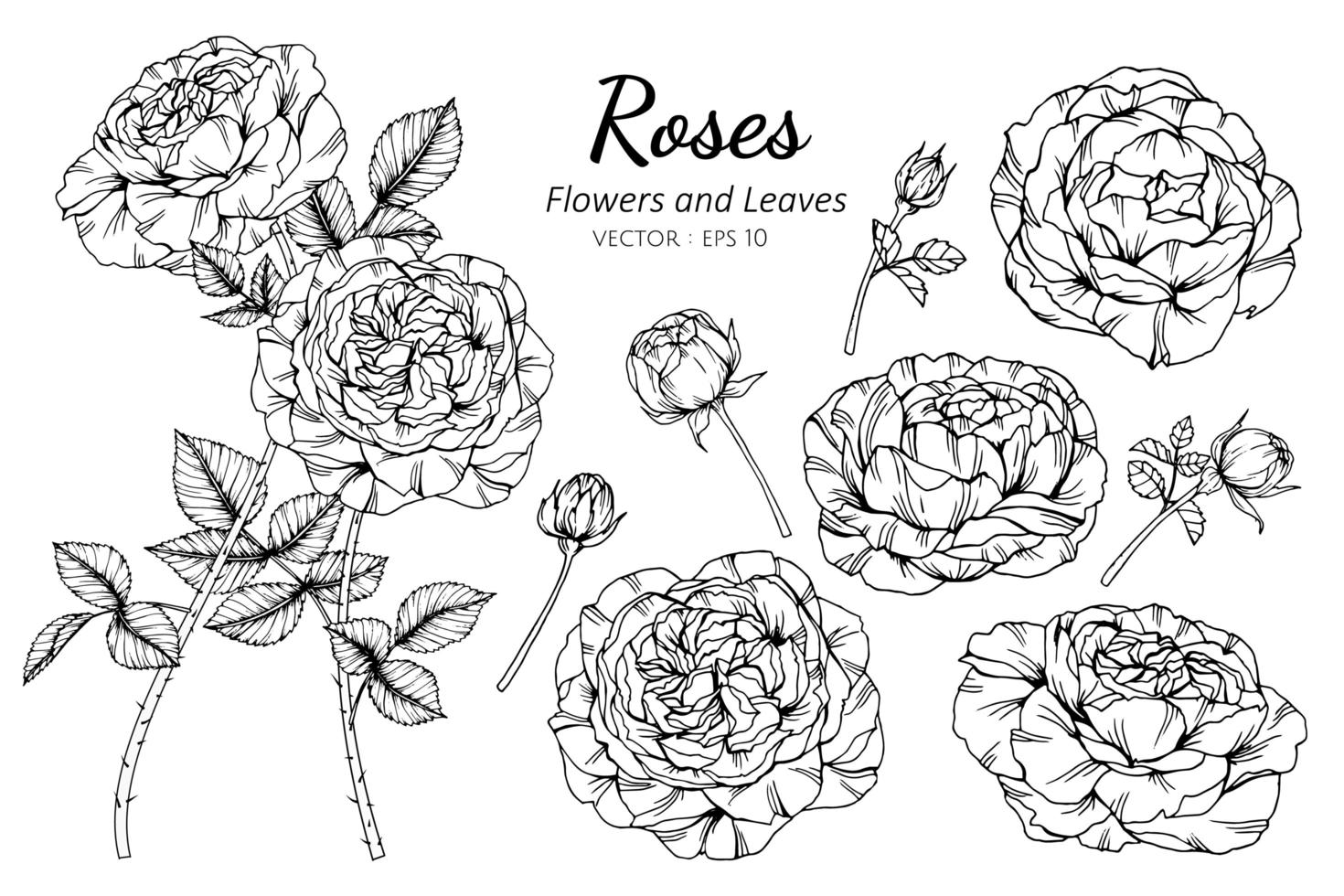 colección rosa flores y hojas vector