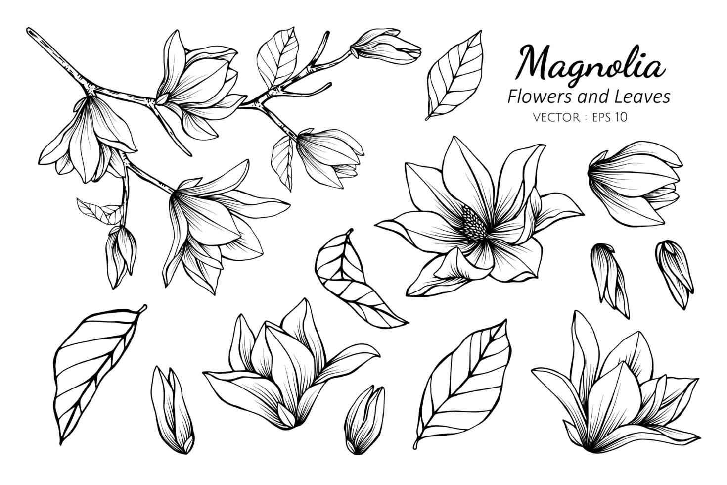 colección de magnolias y hojas vector