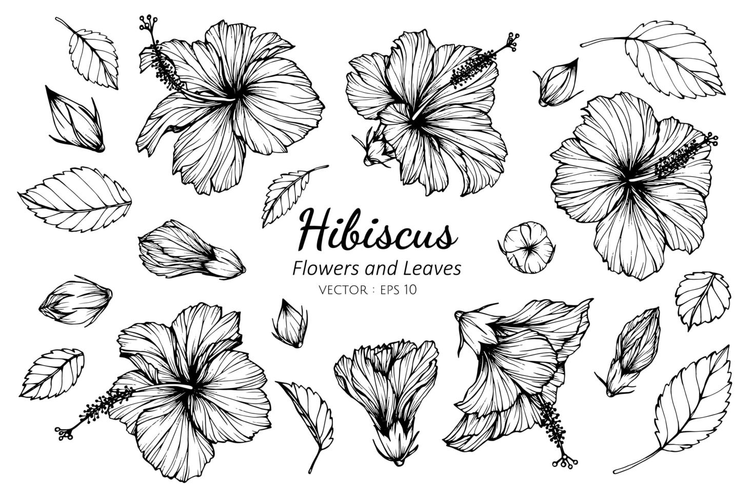 Collection of Hibiscus flowers and leaves vector