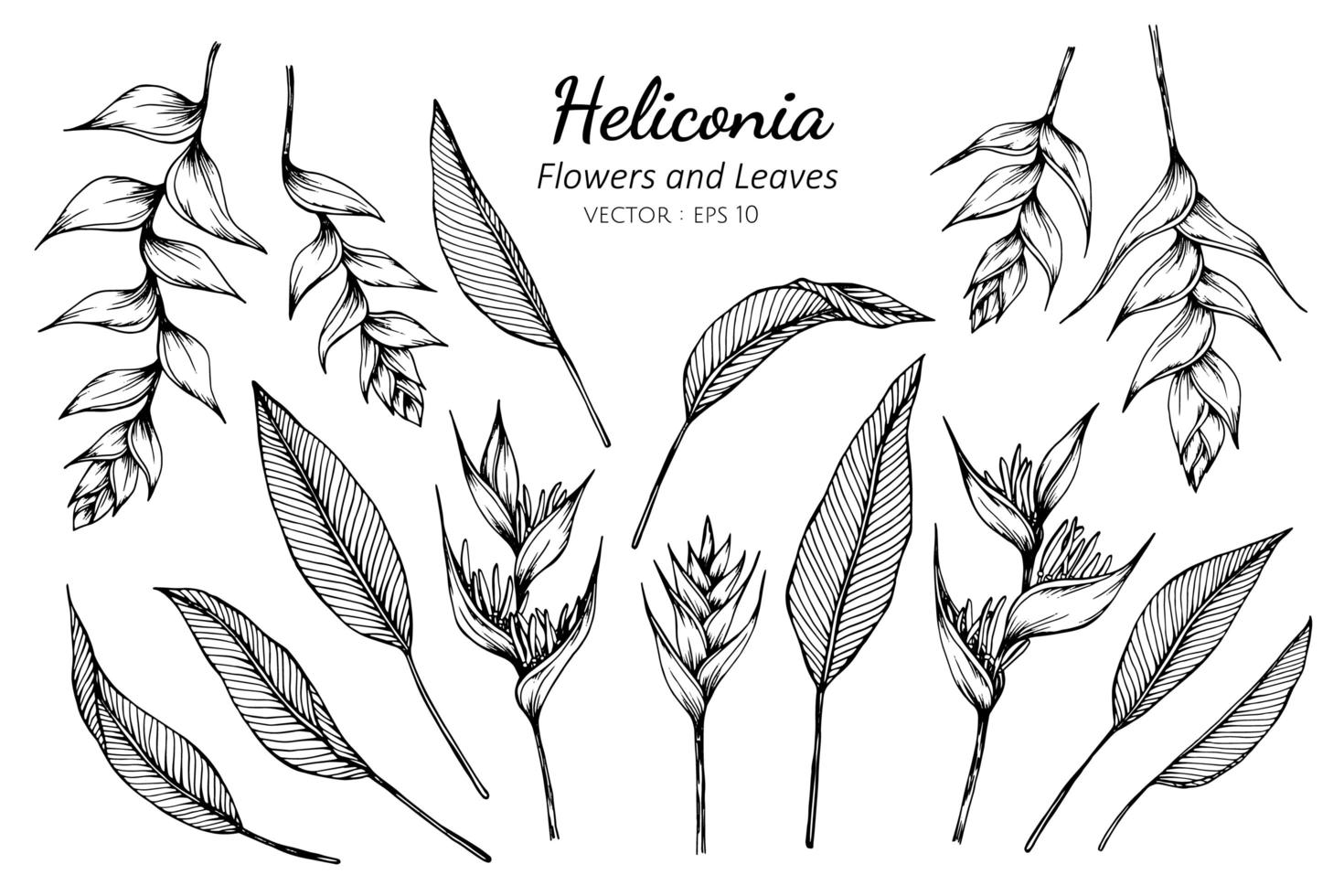 Collection of Heliconia flowers and leaves vector