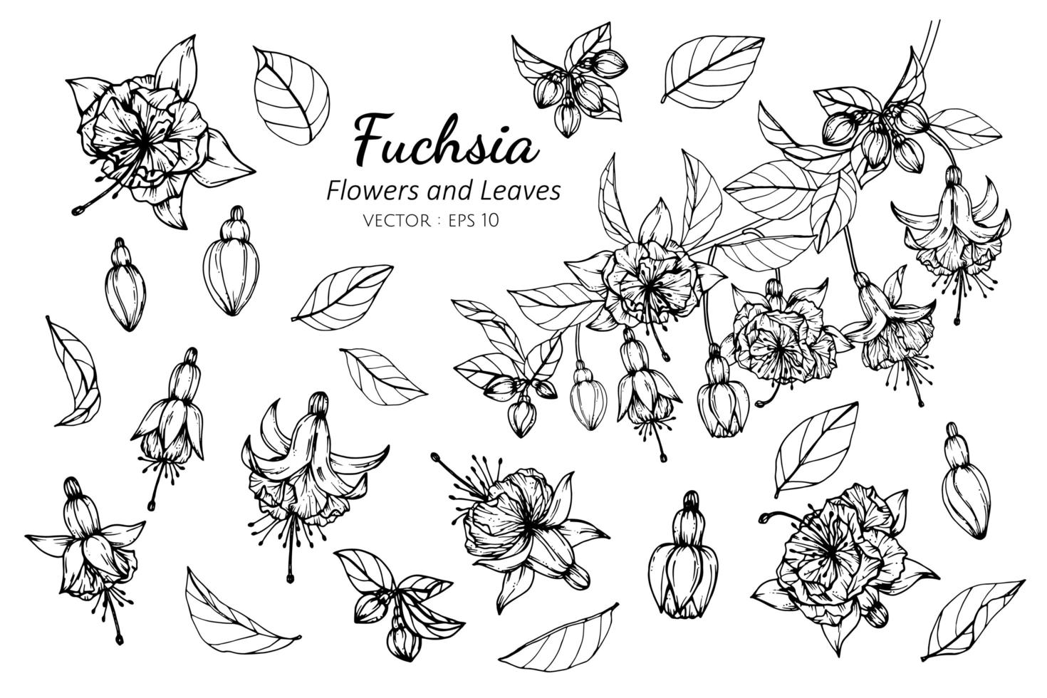 Collection of Fuchsia flowers and leaves vector