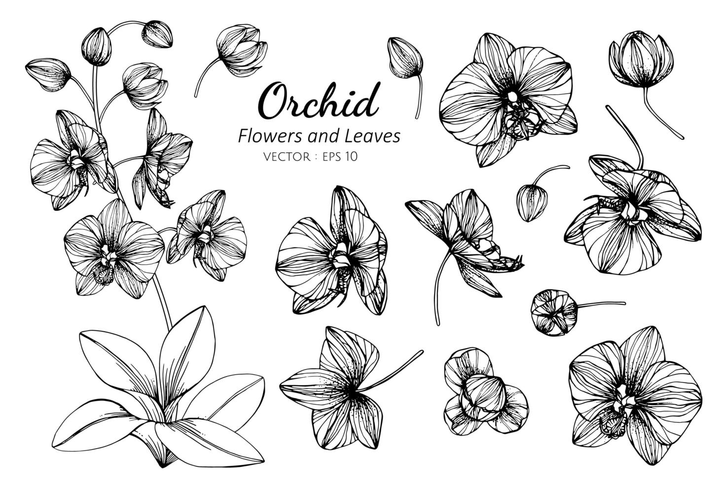 Collection of Orchid flowers and leaves vector