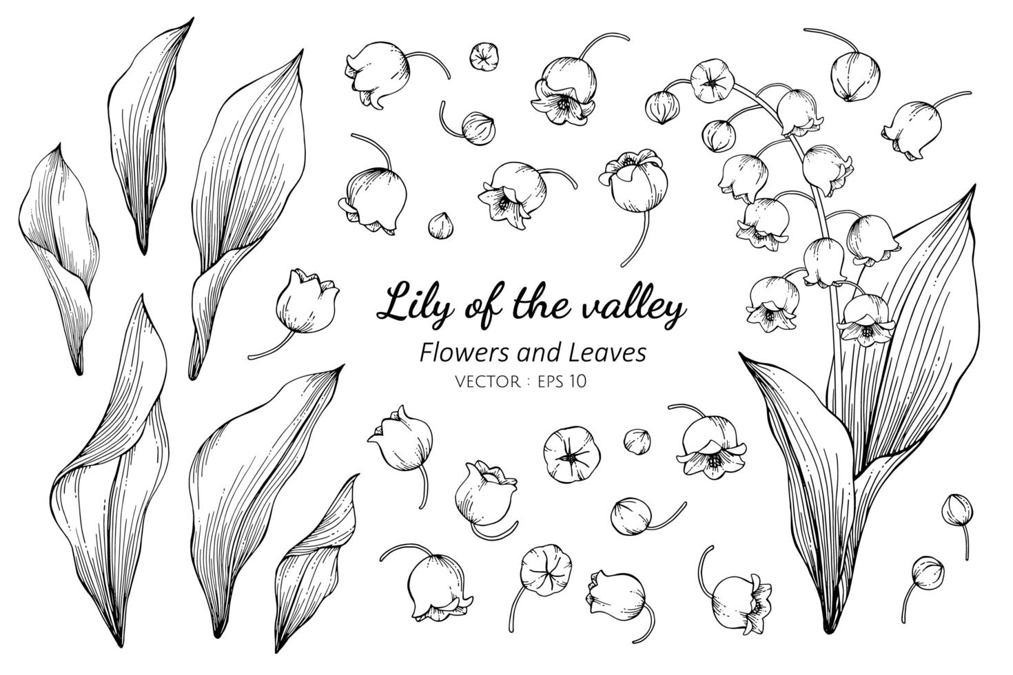 Collection of Lily of the Valley flower and leaves vector