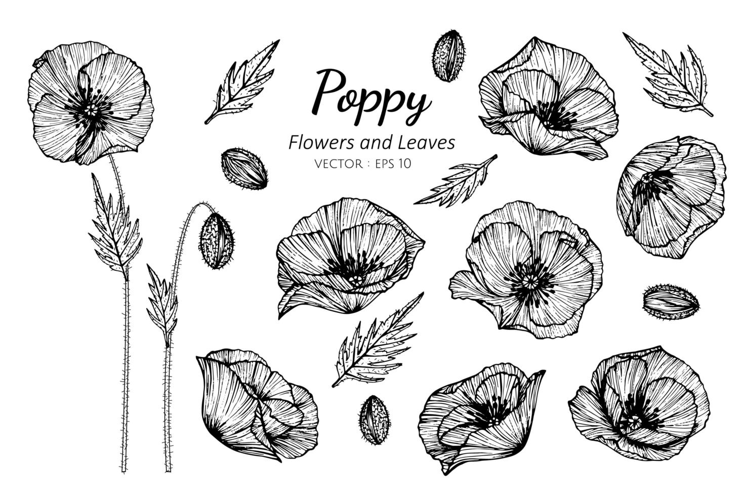 Collection of Poppy flowers, blossoms and leaves vector