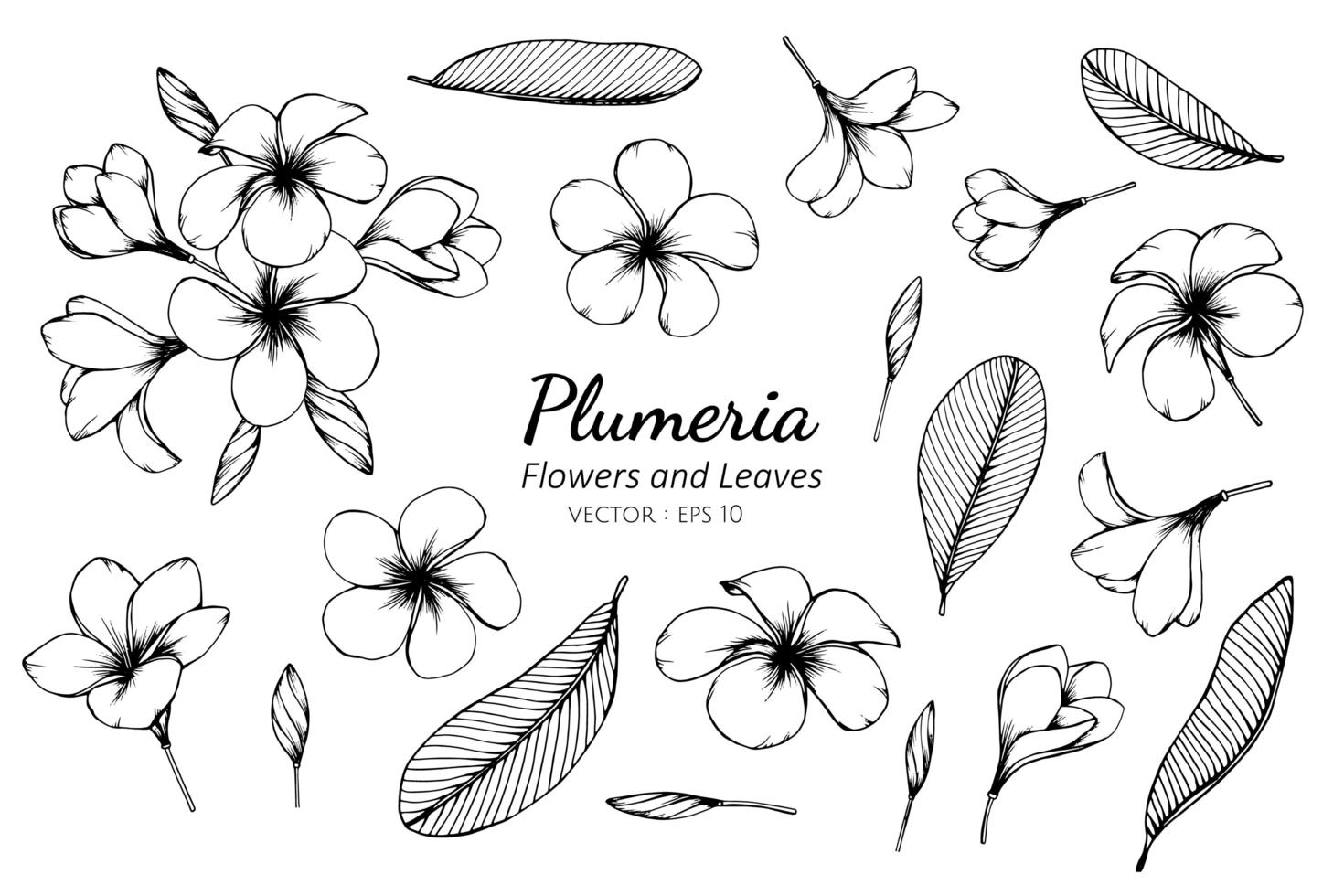 Collection of Plumeria flowers and leaves vector