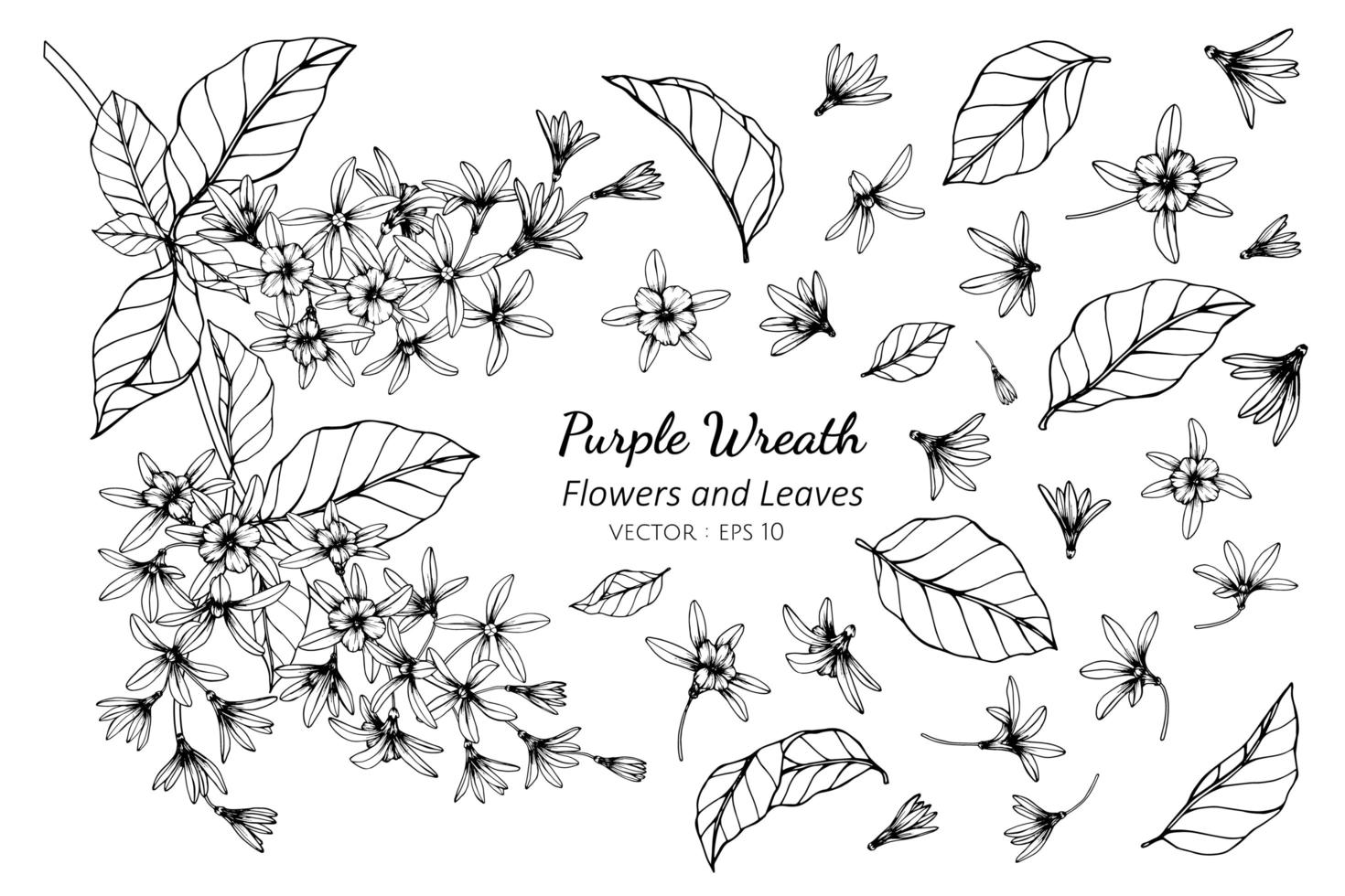 Collection of Purple Wreath flowers and leaves vector